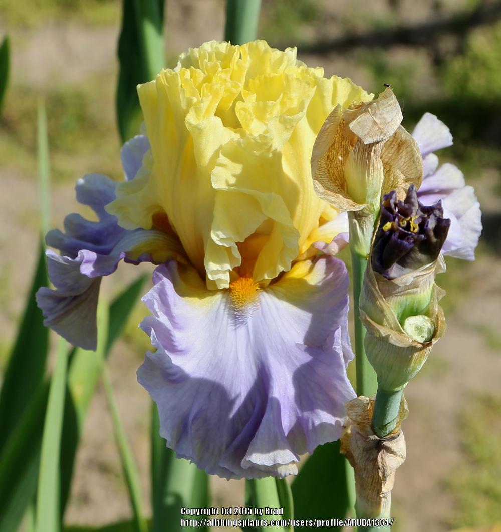 Photo of Tall Bearded Iris (Iris 'Swedish Lullaby') uploaded by ARUBA1334