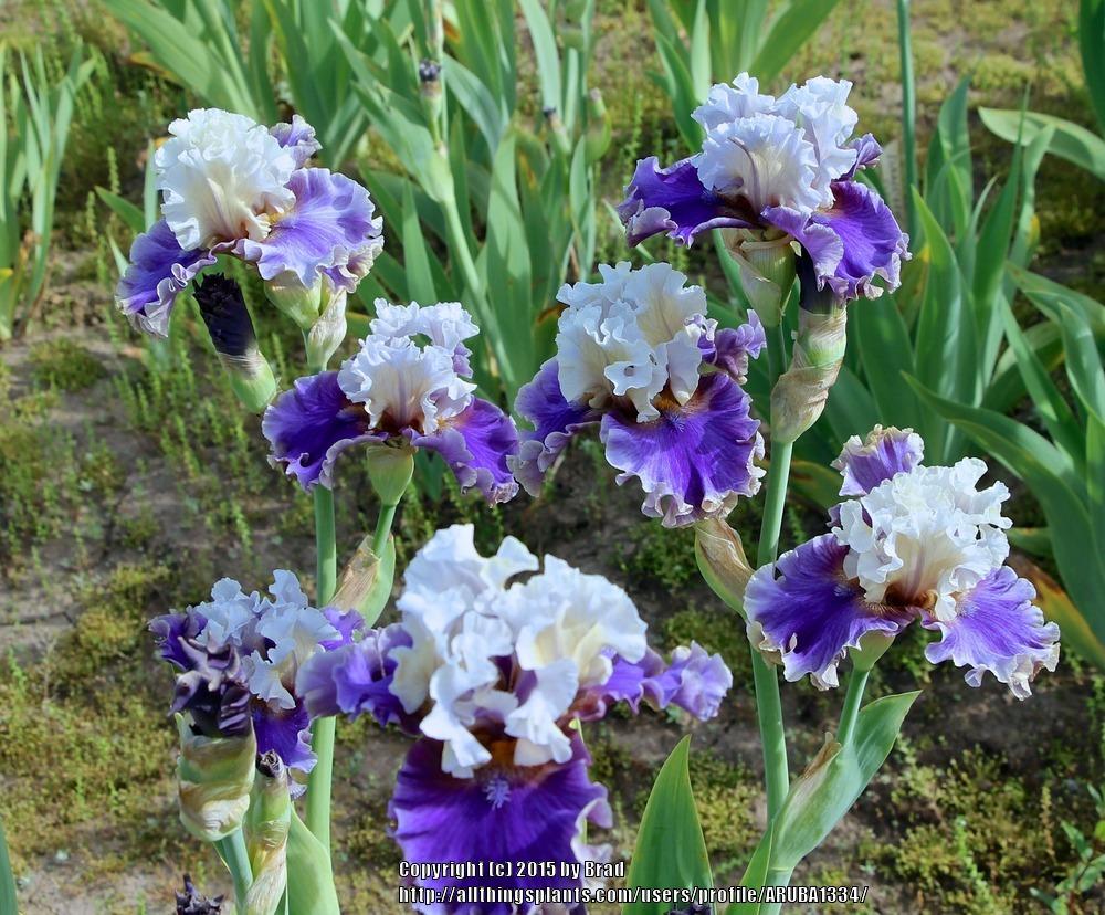 Photo of Tall Bearded Iris (Iris 'Espionage') uploaded by ARUBA1334