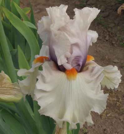 Photo of Tall Bearded Iris (Iris 'Chenille') uploaded by Calif_Sue