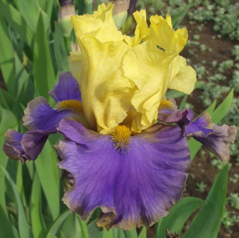 Photo of Tall Bearded Iris (Iris 'Gambling Man') uploaded by Calif_Sue