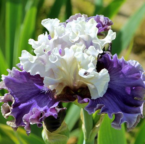 Photo of Tall Bearded Iris (Iris 'Espionage') uploaded by Calif_Sue