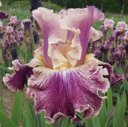 Photo of Tall Bearded Iris (Iris 'Celtic Tartan') uploaded by Calif_Sue