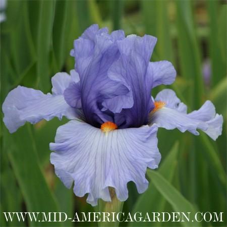 Photo of Tall Bearded Iris (Iris 'Bluebird of Happiness') uploaded by Calif_Sue