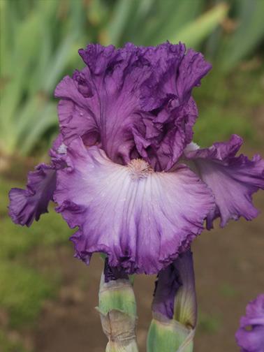 Photo of Tall Bearded Iris (Iris 'Russian Violet') uploaded by Calif_Sue