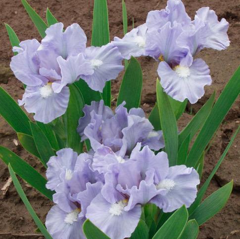 Photo of Miniature Dwarf Bearded Iris (Iris 'Rivulet') uploaded by Calif_Sue