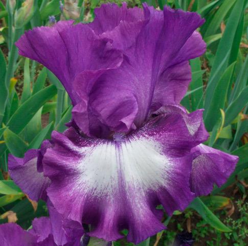 Photo of Tall Bearded Iris (Iris 'Time Alone') uploaded by Calif_Sue