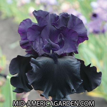 Photo of Tall Bearded Iris (Iris 'Black Is Black') uploaded by Calif_Sue