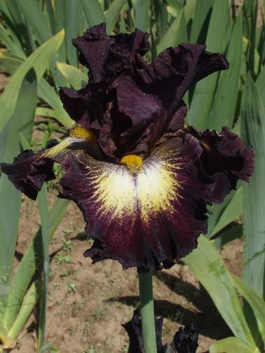 Photo of Tall Bearded Iris (Iris 'Tunnel Vision') uploaded by Calif_Sue