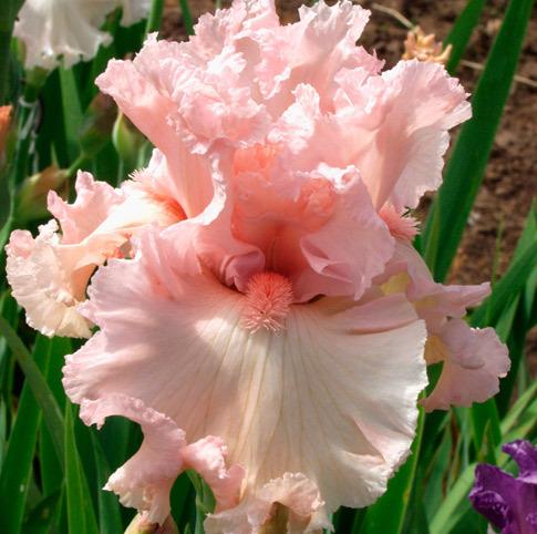 Photo of Tall Bearded Iris (Iris 'Strawberry Shake') uploaded by Calif_Sue