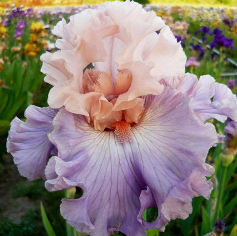 Photo of Tall Bearded Iris (Iris 'Arrivederci') uploaded by Calif_Sue