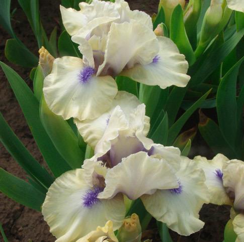 Photo of Standard Dwarf Bearded Iris (Iris 'Satin Accent') uploaded by Calif_Sue