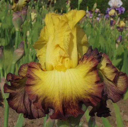 Photo of Tall Bearded Iris (Iris 'Summer Shadow') uploaded by Calif_Sue