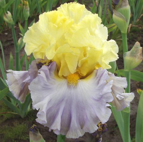 Photo of Tall Bearded Iris (Iris 'Swedish Lullaby') uploaded by Calif_Sue