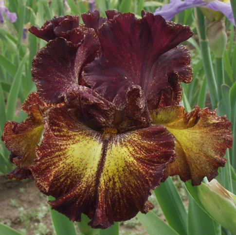 Photo of Tall Bearded Iris (Iris 'Fire Danger') uploaded by Calif_Sue