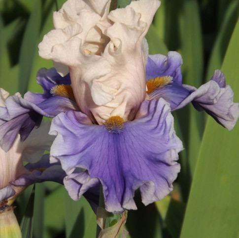 Photo of Tall Bearded Iris (Iris 'Wishes Granted') uploaded by Calif_Sue