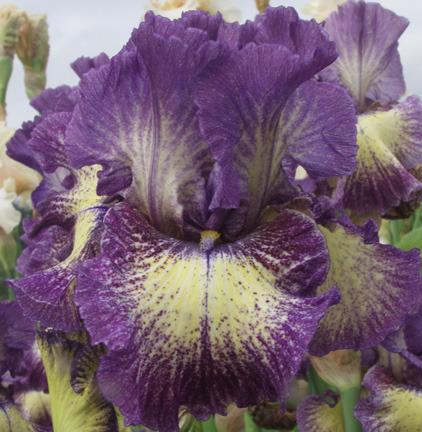 Photo of Tall Bearded Iris (Iris 'Foolish Dreamer') uploaded by Calif_Sue