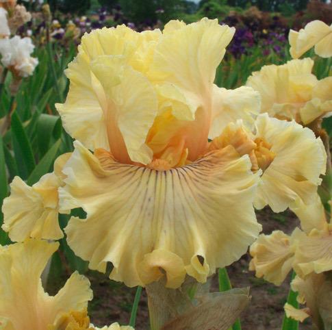 Photo of Tall Bearded Iris (Iris 'Cotillion Gown') uploaded by Calif_Sue
