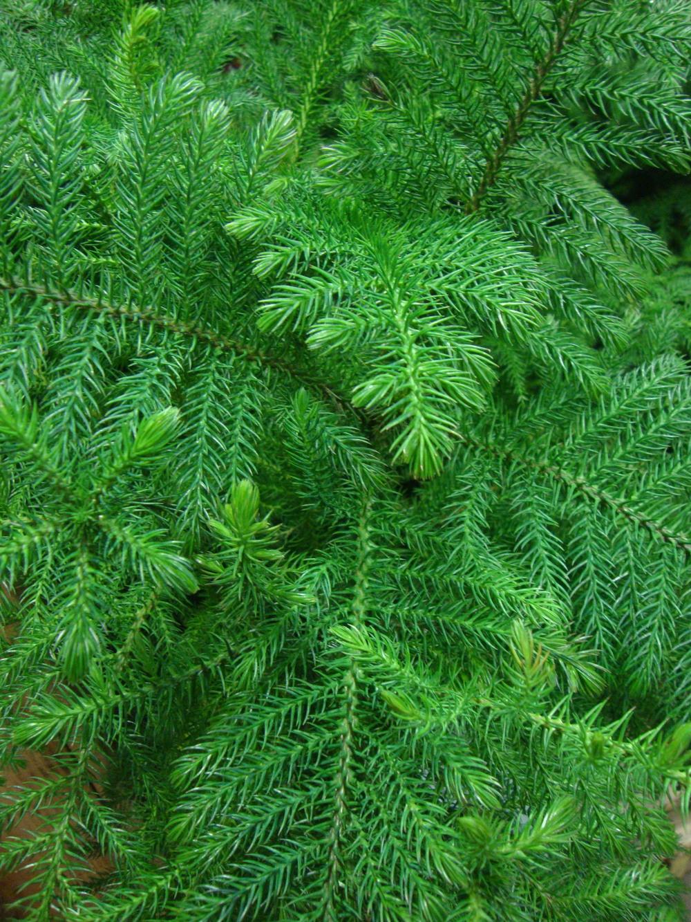 Photo of Norfolk Island Pine (Araucaria heterophylla) uploaded by Paul2032