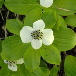 Location: Bunchberry (Cornus canadensis) on Olympic National Park Three Lakes Trail
Date: 2010-07-22
Photo courtesy of: Miguel Vieira
