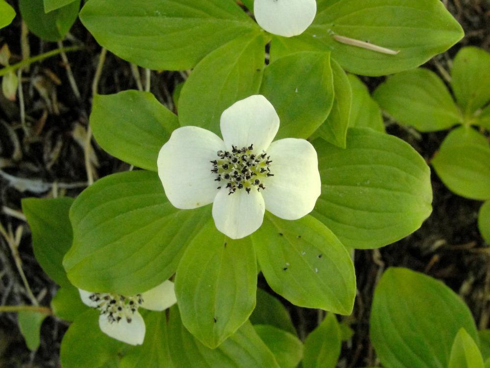 Photo of Bunchberry (Cornus canadensis) uploaded by admin