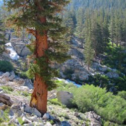 Location: Foxtail pine (Pinus balfouriana) on High Sierra Trail
Date: 2011-08-01
Photo courtesy of: Miguel Vieira