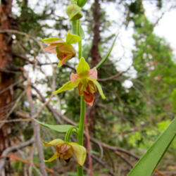 Location: Stream orchid (Epipactis gigantea) at Kern Hot Spring on High Sierra Trail
Date: 2011-08-01
Photo courtesy of: Miguel Vieira