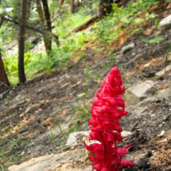 Location: Snow plant (Sarcodes sanguinea) in Kern Canyon on High Sierra Trail
Date: 2011-08-01
Photo courtesy of: Miguel Vieira