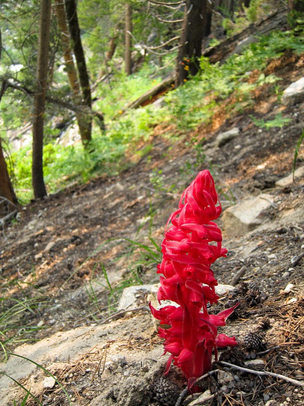Photo of Snow Plant (Sarcodes sanguinea) uploaded by admin