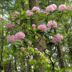 Location: Pacific rhododendron (Rhododendron macrophyllum) on Olympic National Forest Mount Townsend Trail
Date: 2015-01-22
Photo courtesy of: Miguel Vieira