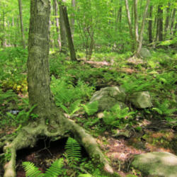 Location: Yellow birch (Betula alleghaniensis) on Norvin Green State Forest Macopin trail
Date: 2011-05-26
Photo courtesy of: Miguel Vieira