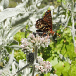 Location: Butterfly and milkweed (Asclepias sp.) on Pinnacles National Park Chalone Peak Trail
Date: 2010-06-14
Photo courtesy of: Miguel Vieira