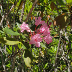 Location: Pacific rhododendron (Rhododendron macrophyllum) on Big Basin State Park McCrary Ridge Trail
Date: 2010-06-30
Photo courtesy of: Miguel Vieira