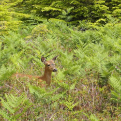 Location: Black-tailed deer (Odocoileus hemionus columbianus) on Olympic National Park Cape Alava Trail
Date: 2010-07-24
Photo courtesy of: Miguel Vieira
