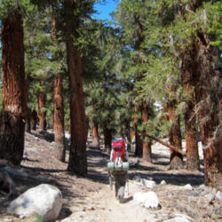 Location: Hiker and foxtail pines (Pinus balfouriana) on John Muir Trail - Pacific Crest Trail
Date: 2011-08-01
Photo courtesy of: Miguel Vieira