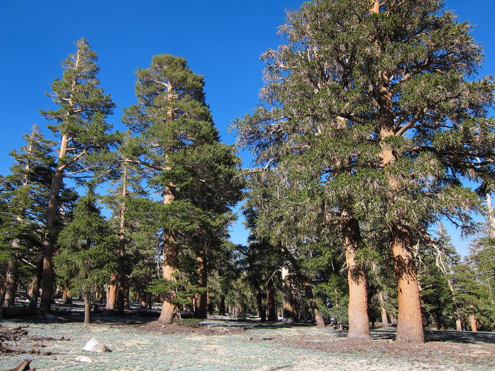 Photo of Foxtail Pine (Pinus balfouriana) uploaded by admin