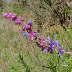 Location: Wooly blue curls (Trichostema lanatum) on Pinnacles National Park Bear Gulch Trail
Date: 2010-06-14
Photo courtesy of: Miguel Vieira