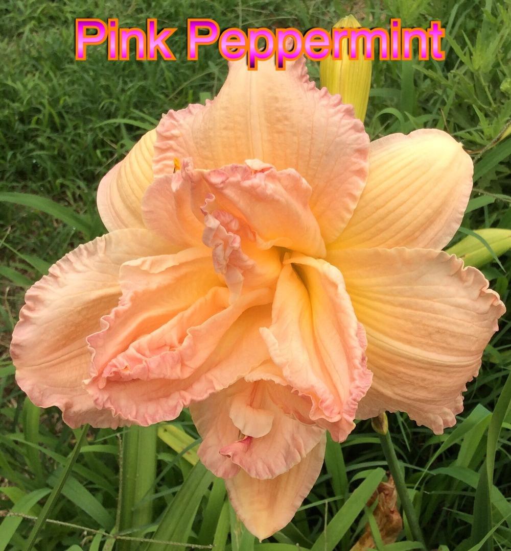 Photo of Daylily (Hemerocallis 'Pink Peppermint') uploaded by kidfishing