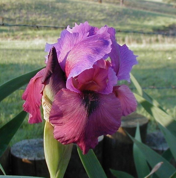Photo of Arilbred Iris (Iris 'Kalifa's Robe') uploaded by needrain