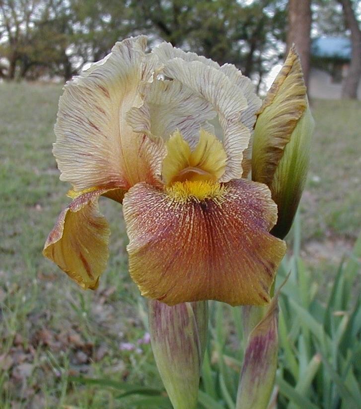 Photo of Arilbred Iris (Iris 'Koko Knoll') uploaded by needrain
