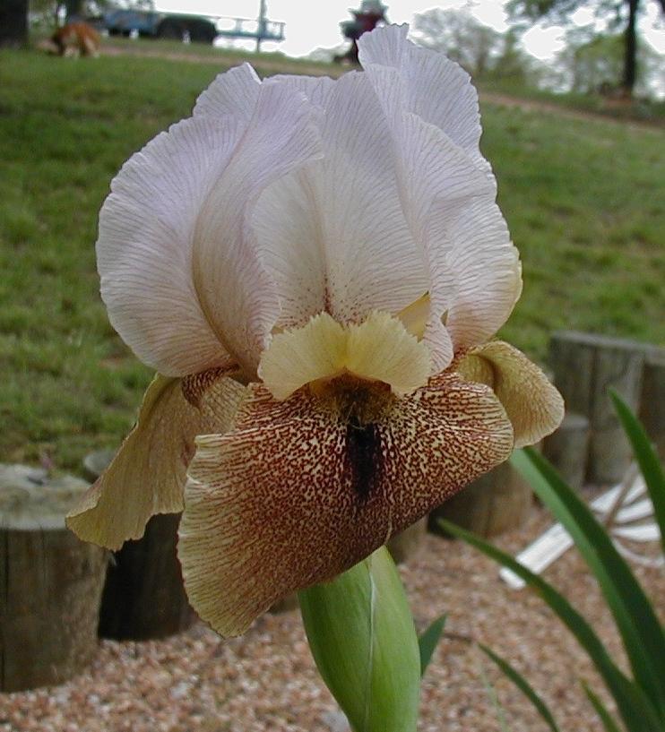 Photo of Arilbred Iris (Iris 'Khyber Pass') uploaded by needrain