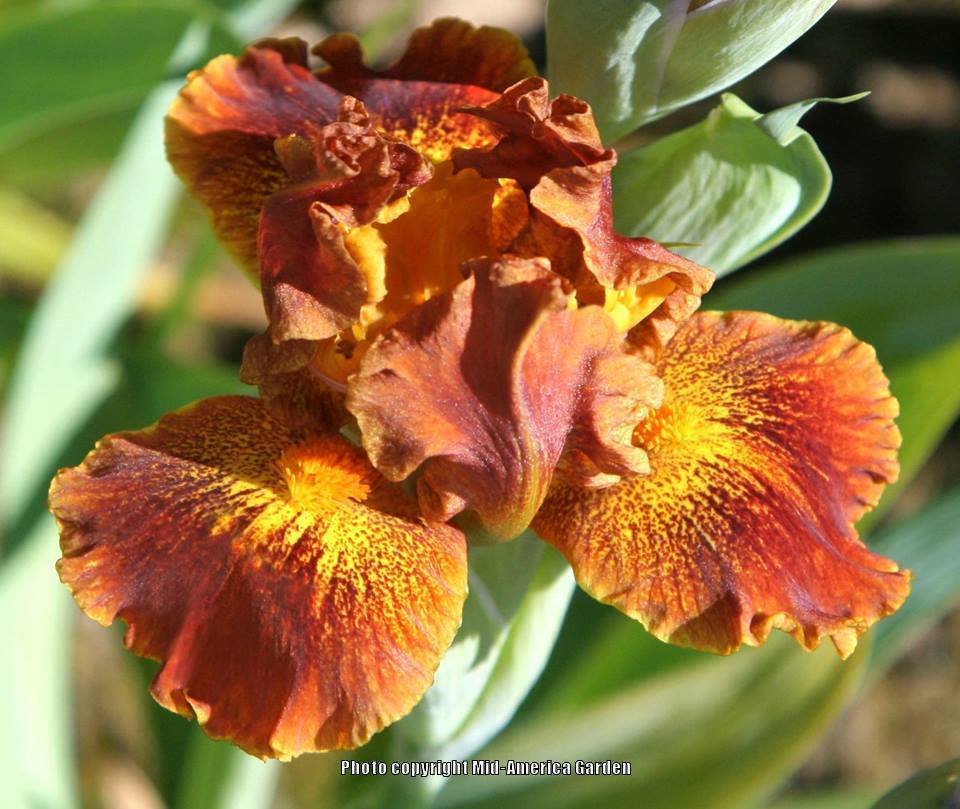 Photo of Standard Dwarf Bearded Iris (Iris 'Basket of Goodies') uploaded by Calif_Sue