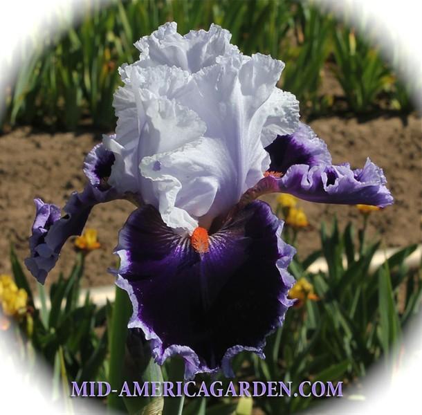 Photo of Tall Bearded Iris (Iris 'Bravery') uploaded by Calif_Sue