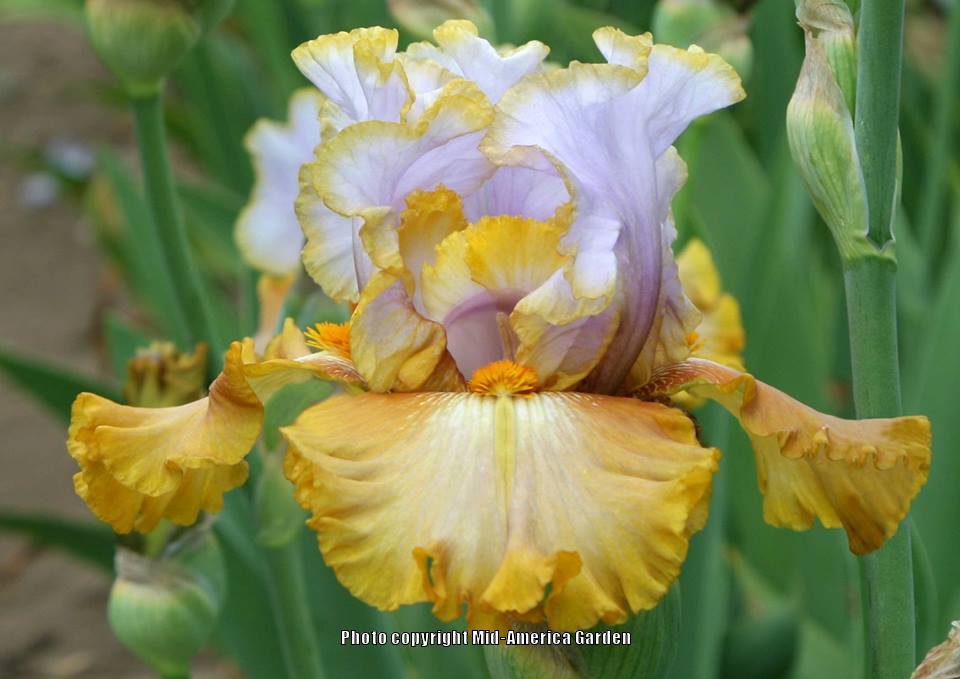 Photo of Tall Bearded Iris (Iris 'Gilt by Association') uploaded by Calif_Sue