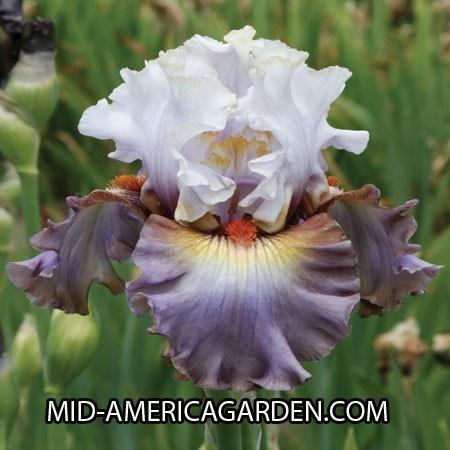 Photo of Tall Bearded Iris (Iris 'Bronze Heart') uploaded by Calif_Sue