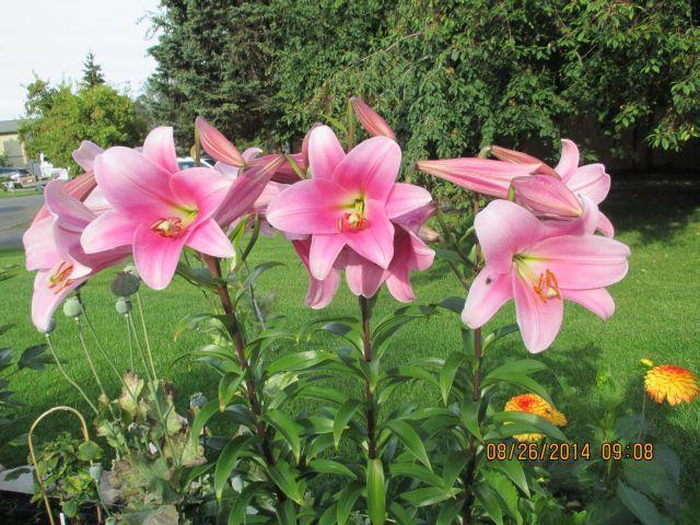 Photo of Lily (Lilium 'Bellsong') uploaded by Oberon46