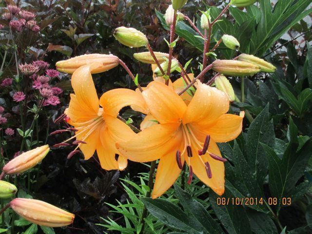Photo of Lily (Lilium 'Pearl Stacey') uploaded by Oberon46