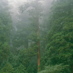 Location: Japanese cedars at Nikko Tosho-gu
Date: 2003-08-19
Photo courtesy of: Miguel Vieira