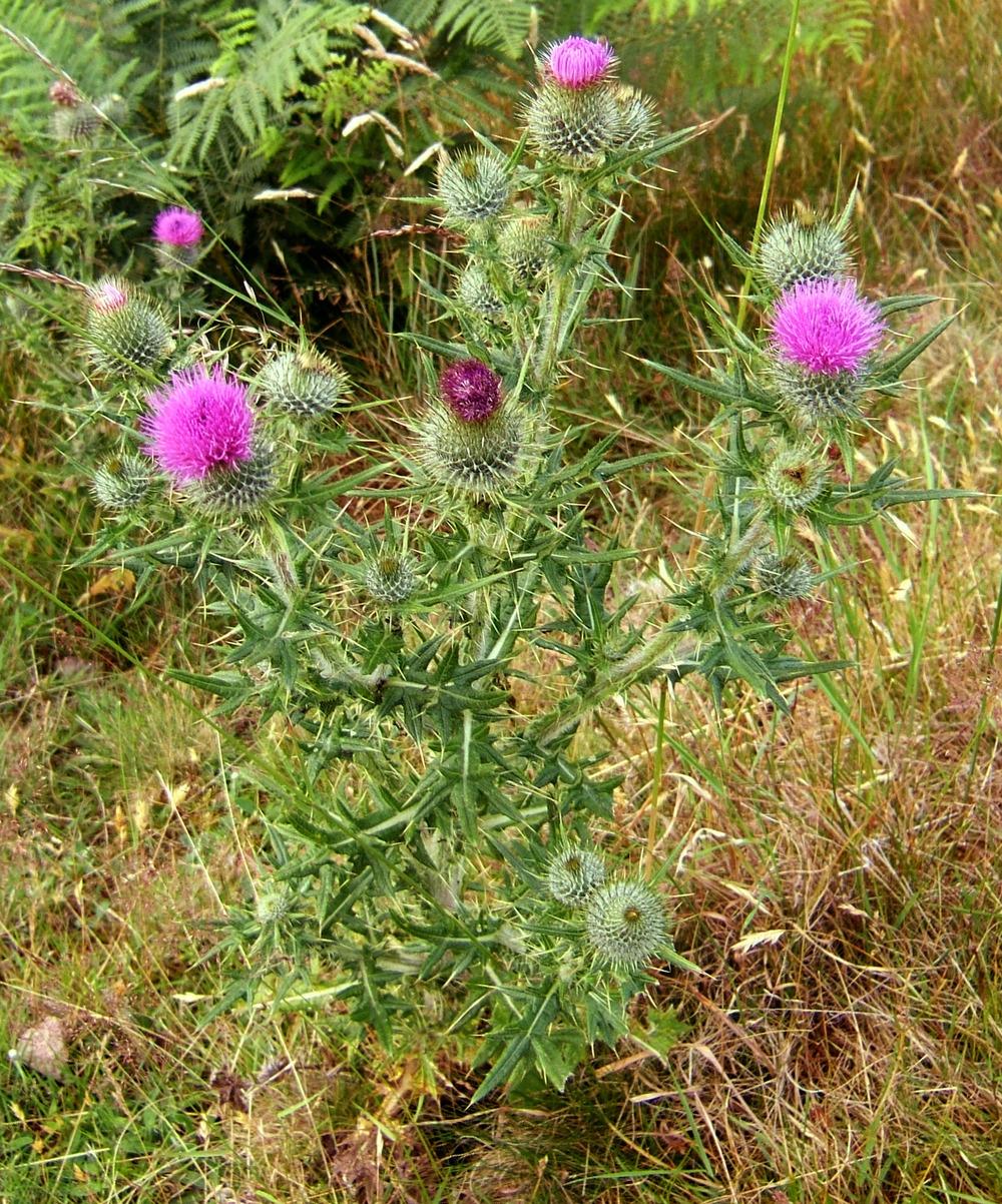 Photo of Bull Thistle (Cirsium vulgare) uploaded by admin