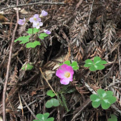 Location: Milkmaids (Cardamine californica) and on the bottom right redwood sorrel (Oxalis oregana) on Humboldt Redwoods State Park Johnson Camp Trail
Date: 2010-05-04
Photo courtesy of: Miguel Vieira