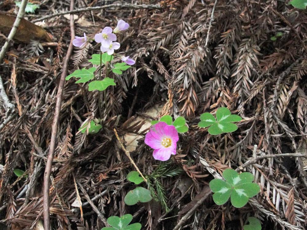 Photo of Milkmaids (Cardamine californica) uploaded by admin